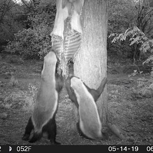 Trail Cam Pictures of African Honey Badger in South Africa