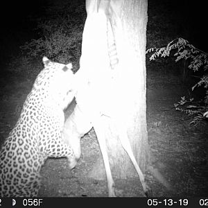 South Africa Trail Cam Pictures Leopard