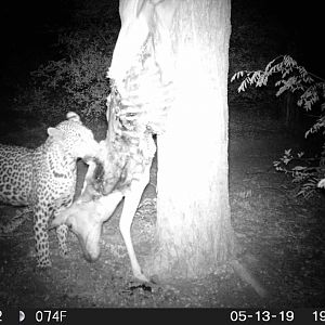 Trail Cam Pictures of Leopard in South Africa