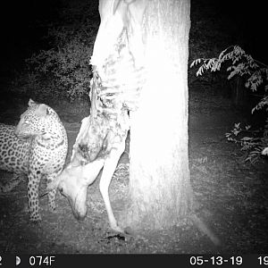 Leopard Trail Cam Pictures South Africa