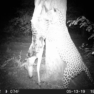 South Africa Trail Cam Pictures Leopard