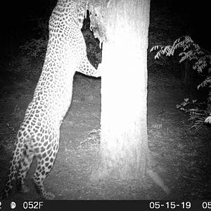 Trail Cam Pictures of Leopard in South Africa