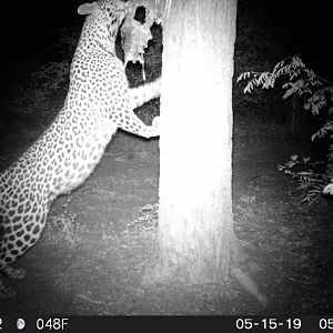 Leopard Trail Cam Pictures South Africa