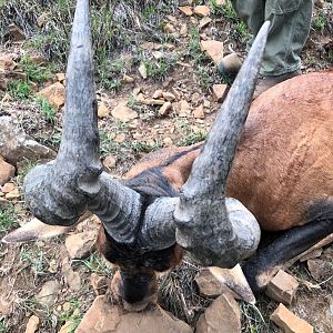 Hunt Red Hartebeest in South Africa