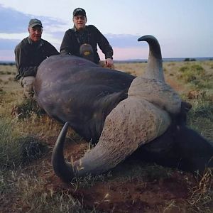 South Africa Hunting Cape Buffalo