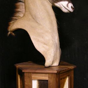 Roan Shoulder Mount On Black Walnut Base Taxidermy