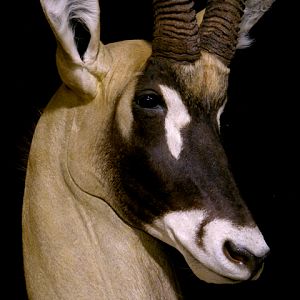 Roan Shoulder Mount On Black Walnut Base Taxidermy