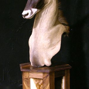 Roan Shoulder Mount On Black Walnut Base Taxidermy