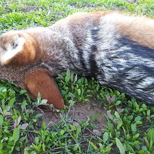 Hunt Jackal in South Africa