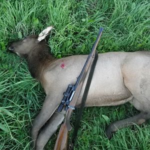 Hunt Elk in Canada