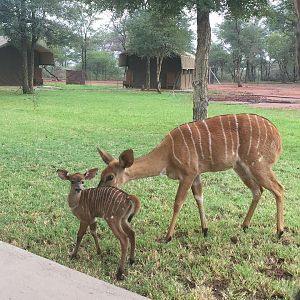 Nyala Female and her youngster