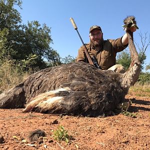 Hunt Female Ostrich in South Africa