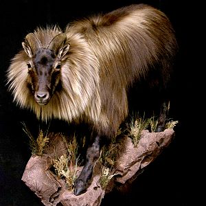 Tarh Full Mount Taxidermy