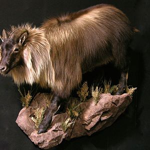 Tarh Full Mount Taxidermy