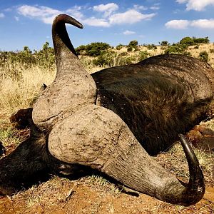 Cape Buffalo Hunt South Africa