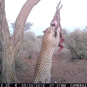 Leopard Trail Cam Pictures South Africa