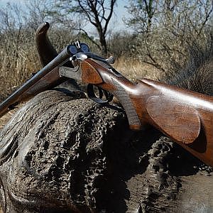 Cape Buffalo Hunting in South Africa