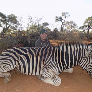 Limpopo Zebra