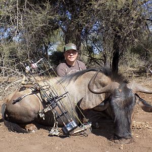 Limpopo Wildebeest