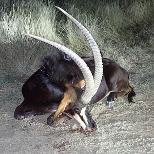 South Africa Hunt Sable Antelope