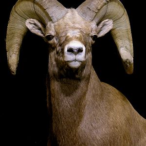 Bighorn Sheep Full Mount Taxidermy