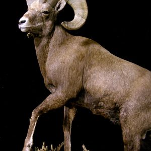 Bighorn Sheep Full Mount Taxidermy