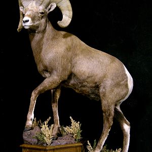 Bighorn Sheep Full Mount Taxidermy