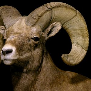 Bighorn Sheep Full Mount Taxidermy