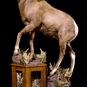 Bighorn Sheep Full Mount Taxidermy