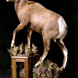 Bighorn Sheep Full Mount Taxidermy