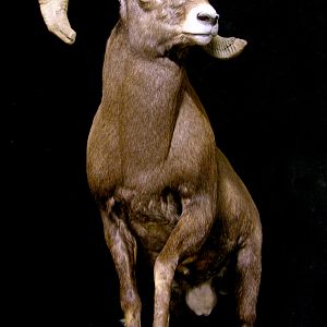 Bighorn Sheep Full Mount Taxidermy