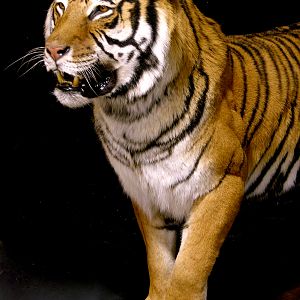 Tiger Full Mount Taxidermy