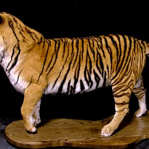 Tiger Full Mount Taxidermy