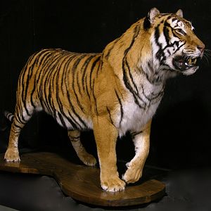 Tiger Full Mount Taxidermy