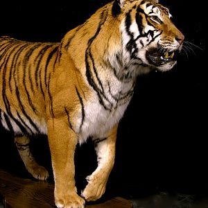 Tiger Full Mount Taxidermy