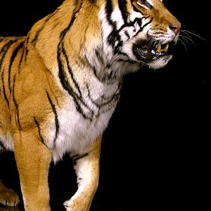 Tiger Full Mount Taxidermy