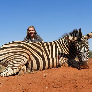 Burchell's Plain Zebra Hunt South Africa