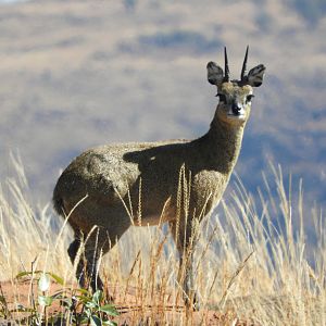 Klipspringer in South Africa