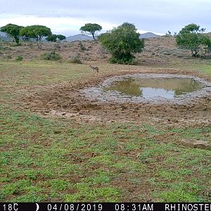 Jackal Trail Cam Pictures South Africa