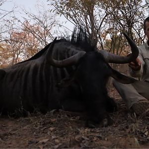 Hunting Blue Wildebeest in Zimbabwe