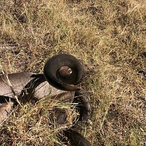 Kudu Hunt Zimbabwe