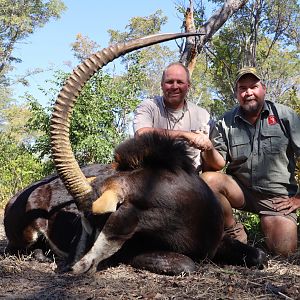 Zimbabwe Hunt Sable Antelope