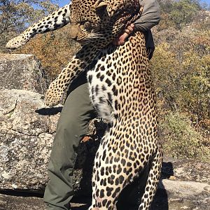 Zimbabwe Hunting Leopard