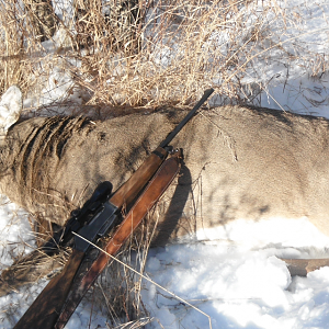 Canada Hunt White-tailed Deer