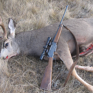 Mule Deer Hunting Canada