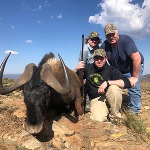 Black Wildebeest 2019