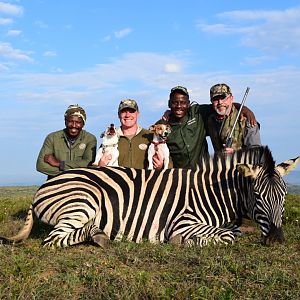 South Africa Hunt Burchell's Plain Zebra