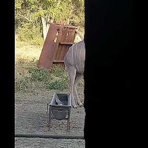 Big Kudu bulls during Bow Hide Activity