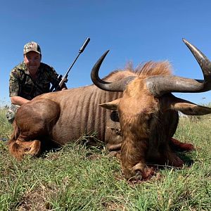 Golden Wildebeest Hunt South Africa