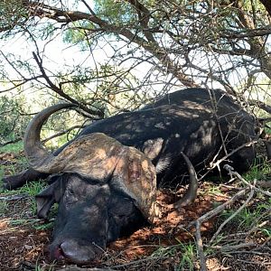 Cape Buffalo Hunt South Africa